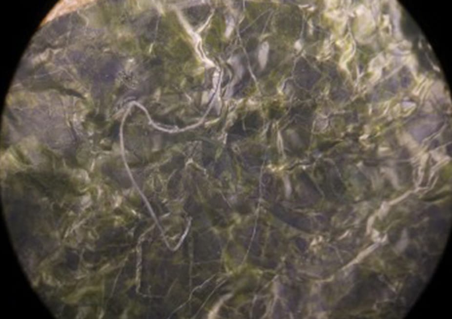 焼海苔の繊維状異物