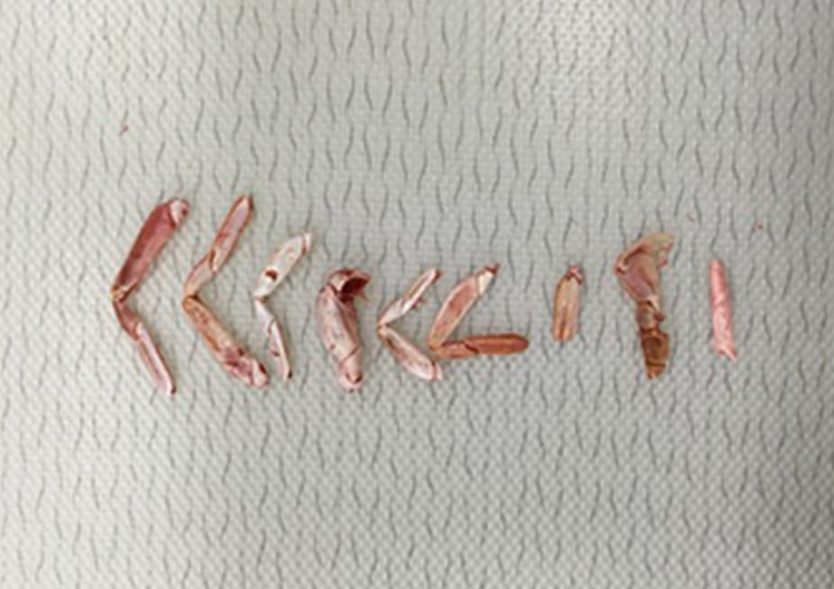 カニの足【海老煮熟天着乾燥テスト】